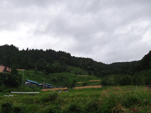 株式会社日食　【熊波の棚田】　兵庫県但馬　美方郡香美町村岡区熊波　棚田米コシヒカリ