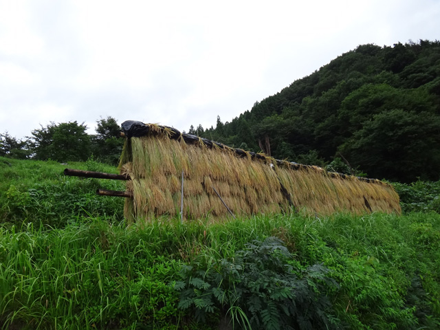 株式会社日食　【熊波の棚田】　兵庫県但馬　美方郡香美町村岡区熊波　棚田米コシヒカリ