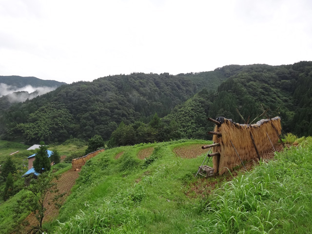 株式会社日食　【熊波の棚田】　兵庫県但馬　美方郡香美町村岡区熊波　棚田米コシヒカリ