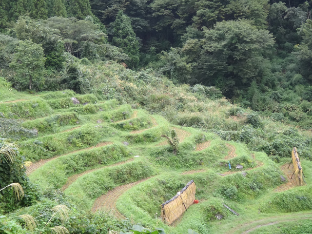 株式会社日食　【熊波の棚田】　兵庫県但馬　美方郡香美町村岡区熊波　棚田米コシヒカリ