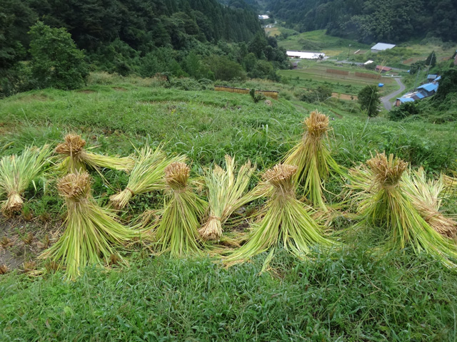 株式会社日食　【熊波の棚田】　兵庫県但馬　美方郡香美町村岡区熊波　棚田米コシヒカリ