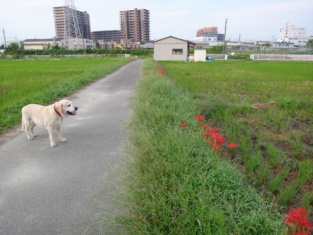 株式会社日食　愛犬ナナ　ゴールデン　ラブラドール　レトリバー　お散歩　ヒガンバナ