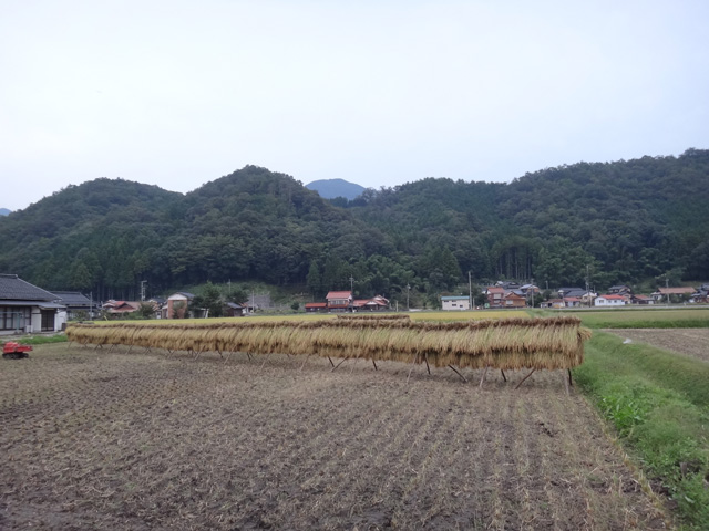 株式会社日食　稲木干し　はで干し　２４年産　新米コシヒカリ　島根県鹿足郡吉賀町注連川　畠山さん