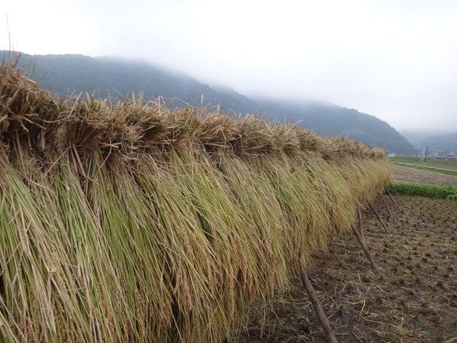 株式会社日食　稲木干し　はで干し　２４年産　新米コシヒカリ　島根県鹿足郡吉賀町注連川　畠山さん