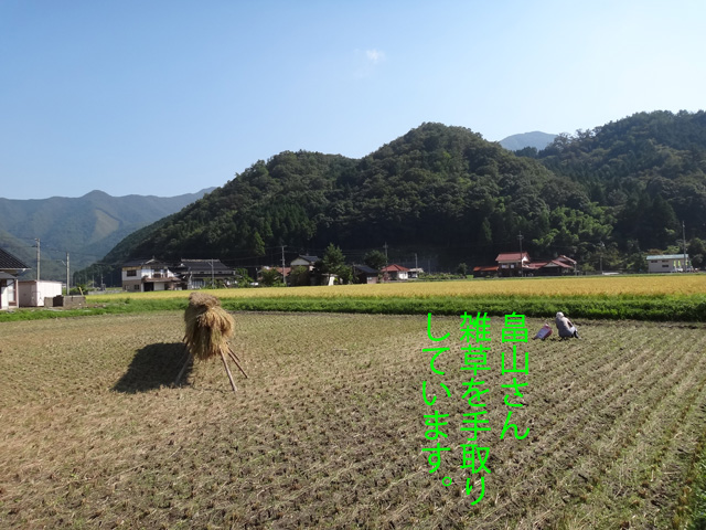 株式会社日食　稲木干し　はで干し　２４年産　新米コシヒカリ　島根県鹿足郡吉賀町注連川　畠山さん