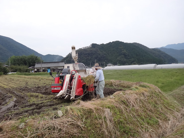 株式会社日食　稲刈り　島根県鹿足郡吉賀町立戸　森下保さん　