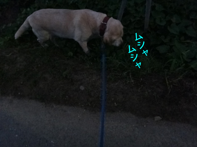 株式会社日食　愛犬ナナ　ゴールデン　ラブラドール　レトリバー　お散歩