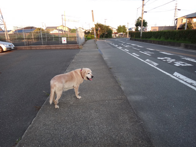 株式会社日食　愛犬ナナ　ゴールデン　ラブラドール　レトリバー　お散歩