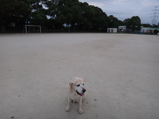 株式会社日食　愛犬ナナ　ゴールデン　ラブラドール　レトリバー　お散歩