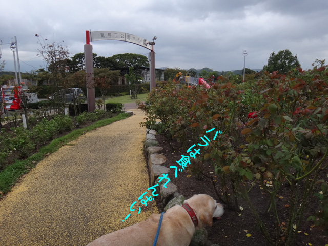 株式会社日食　愛犬ナナ　ゴールデン　ラブラドール　レトリバー　お散歩　駕与丁公園　福岡県粕屋郡粕屋町