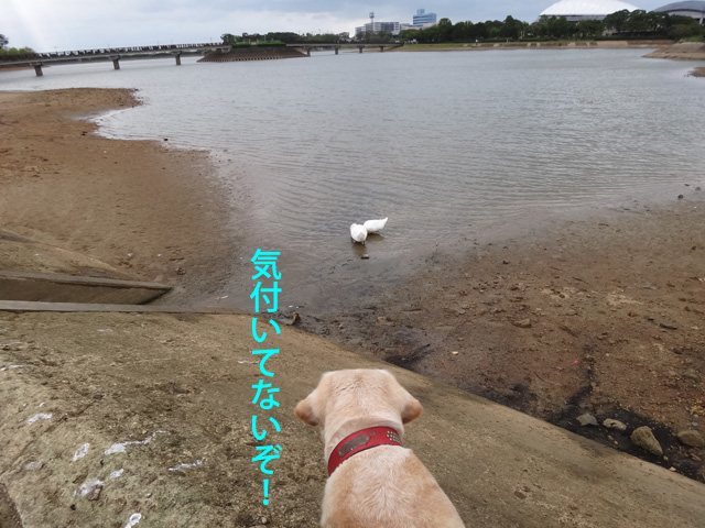 株式会社日食　愛犬ナナ　ゴールデン　ラブラドール　レトリバー　お散歩　水鳥　アヒル　駕与丁公園　福岡県粕屋郡粕屋町