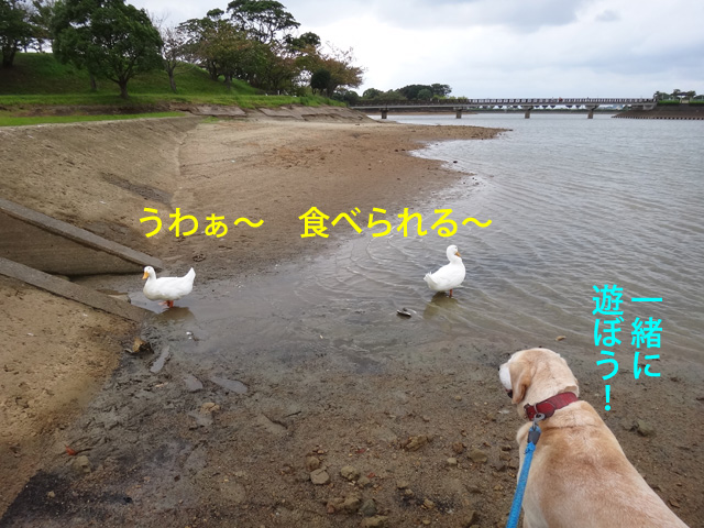 株式会社日食　愛犬ナナ　ゴールデン　ラブラドール　レトリバー　お散歩　水鳥　アヒル　駕与丁公園　福岡県粕屋郡粕屋町