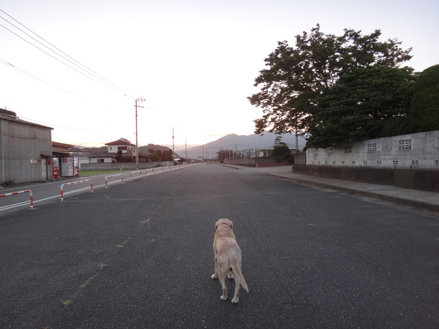 株式会社日食　愛犬ナナ　ゴールデン　ラブラドール　レトリバー　散歩