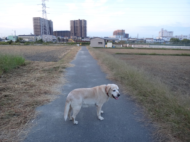 株式会社日食　愛犬ナナ　ゴールデン　ラブラドール　レトリバー　お散歩