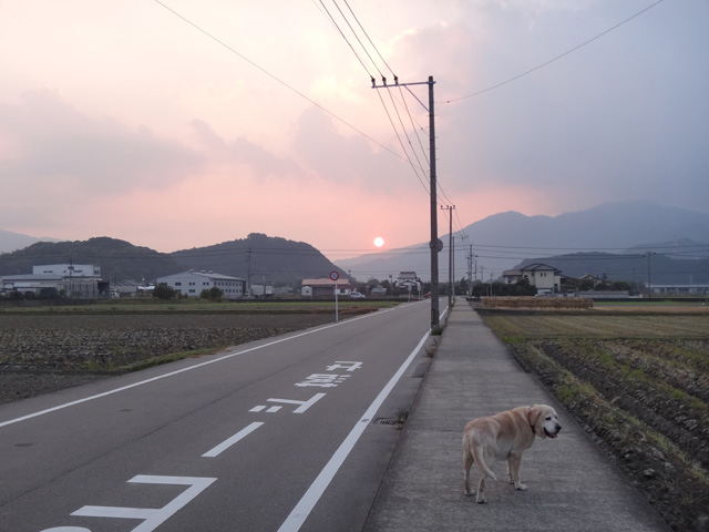 株式会社日食　愛犬ナナ　ゴールデン　ラブラドール　レトリバー　お散歩