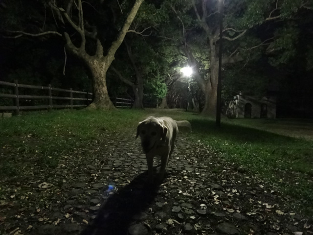 株式会社日食　愛犬ナナ　ゴールデン　ラブラドール　レトリバー　お散歩