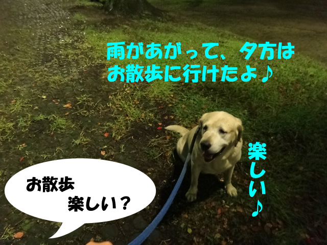 株式会社日食　愛犬ナナ　ゴールデン　ラブラドール　レトリバー　お散歩
