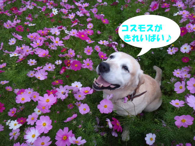 株式会社日食　愛犬ナナ　ゴールデン　ラブラドール　レトリバー　散歩　コスモス畑