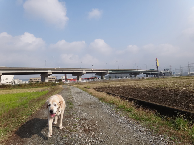 株式会社日食　愛犬ナナ　ゴールデン　ラブラドール　レトリバー　お散歩