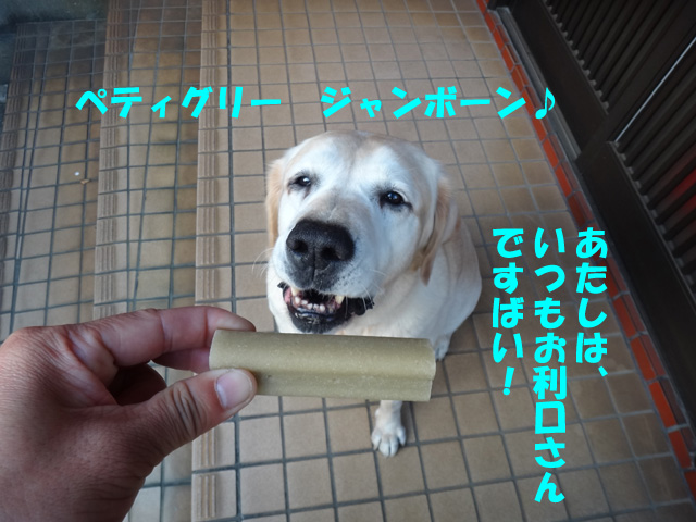 株式会社日食　愛犬ナナ　ゴールデン　ラブラドール　レトリバー　ぺティグリー　ジャンボーン