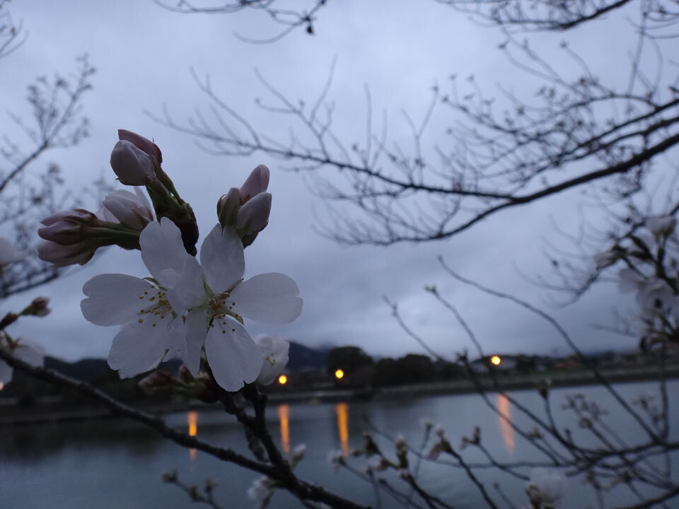 株式会社日食 駕与丁公園(かよいちょうこうえん) 福岡県粕屋郡 粕屋町 桜