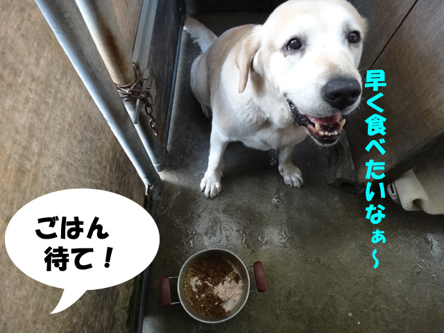 株式会社日食　愛犬ナナ　ゴールデン　ラブラドール　レトリバー　ごはん　待て