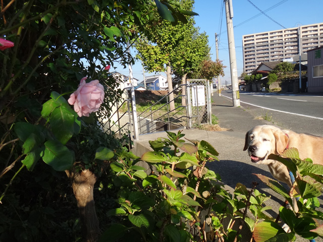 株式会社日食　愛犬ナナ　ゴールデン　ラブラドール　レトリバー　お散歩　バラの花