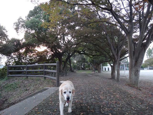 株式会社日食　愛犬ナナ　ゴールデン　ラブラドール　レトリバー　お散歩