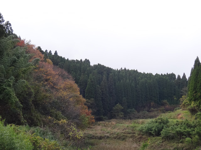 株式会社日食　大分県竹田市　棚田　耕作放棄地