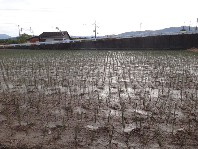 株式会社日食　熊本県八代市　イグサ　畳表