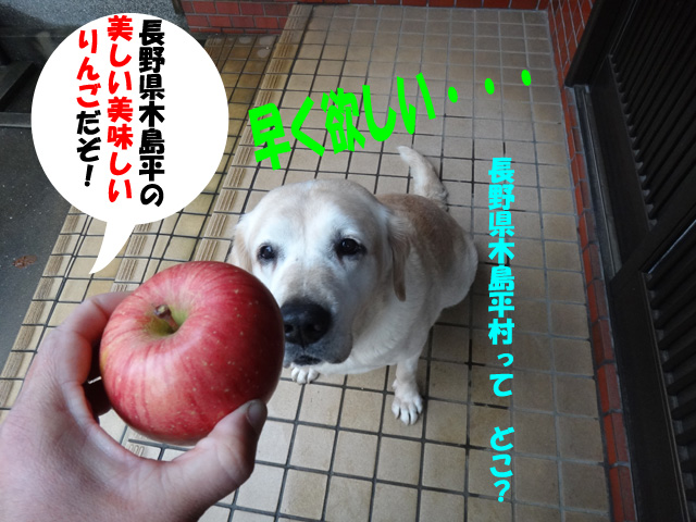 株式会社日食　愛犬ナナ　ゴールデン　ラブラドール　レトリバー　りんご