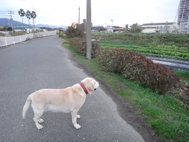 株式会社日食 愛犬ナナ ゴールデン ラブラドール レトリバー お散歩 株式会社日食 愛犬ナナ ゴールデン ラブラドール レトリバー お散歩