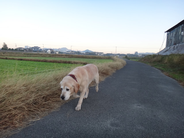 株式会社日食　愛犬ナナ　ゴールデン　ラブラドール　レトリバー　お散歩