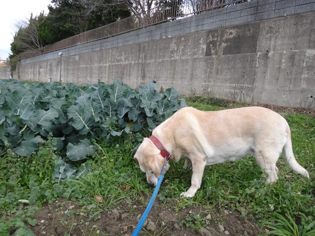 株式会社日食　愛犬ナナ　ゴールデン　ラブラドール　レトリバー　散歩