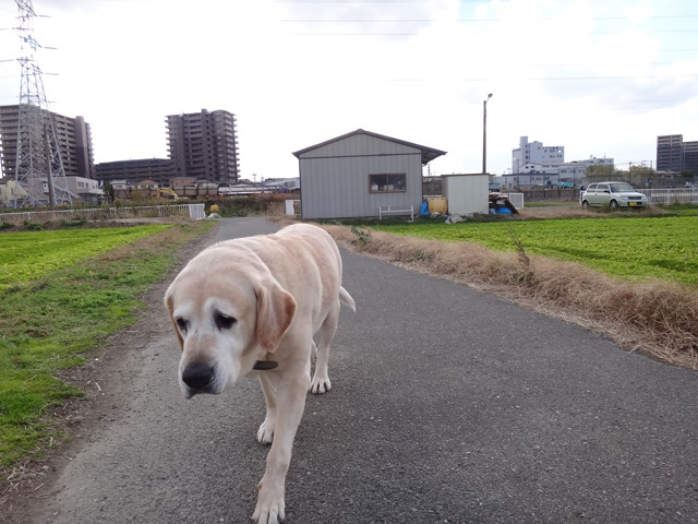 株式会社日食　愛犬ナナ　ゴールデン　ラブラドール　レトリバー　散歩