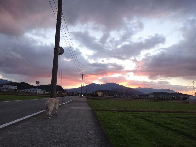 株式会社日食　愛犬ナナ　ゴールデン　ラブラドール　レトリバー　散歩　朝焼け