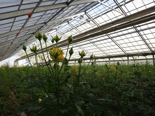 株式会社日食　佐藤バラ園　佐藤寿　大分県杵築市山香町大字野原