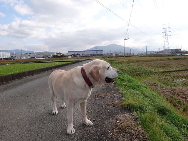 株式会社日食　愛犬ナナ　ゴールデン　ラブラドール　レトリバー　散歩