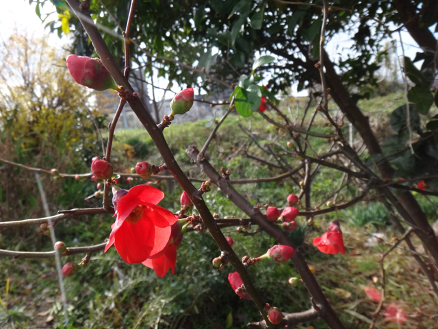 株式会社日食　梅の花　早咲き