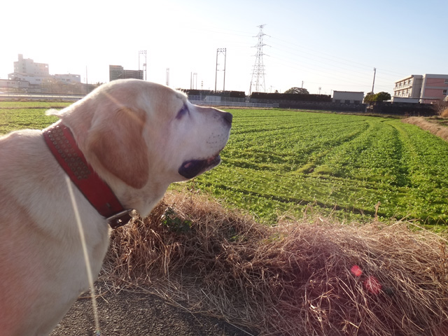 株式会社日食　愛犬ナナ　ゴールデン　ラブラドール　レトリバー　散歩