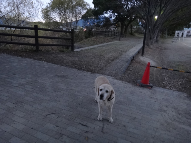 株式会社日食　愛犬ナナ　ゴールデン　ラブラドール　レトリバー　散歩