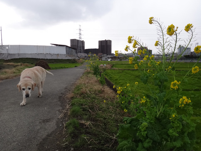 株式会社日食　愛犬ナナ　ゴールデン　ラブラドール　レトリバー　散歩　菜の花