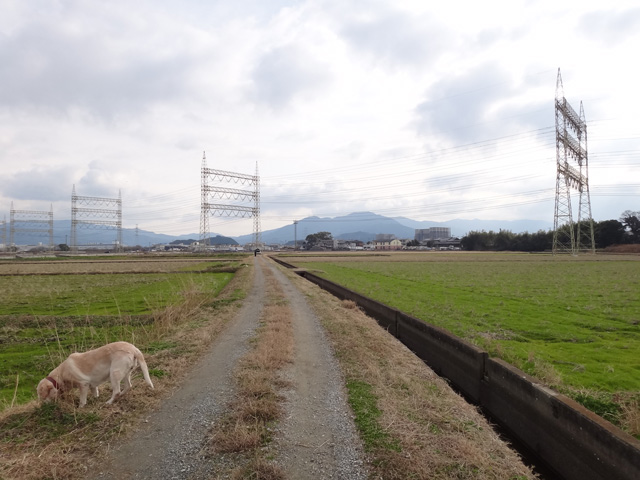 株式会社日食　愛犬ナナ　ゴールデン　ラブラドール　レトリバー　散歩