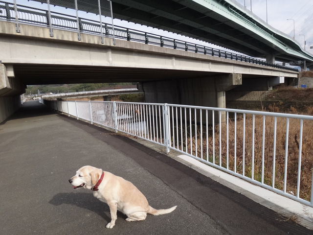 株式会社日食　愛犬ナナ　ゴールデン　ラブラドール　レトリバー　散歩