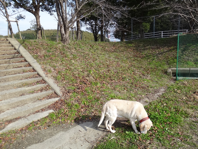 株式会社日食　愛犬ナナ　ゴールデン　ラブラドール　レトリバー　散歩