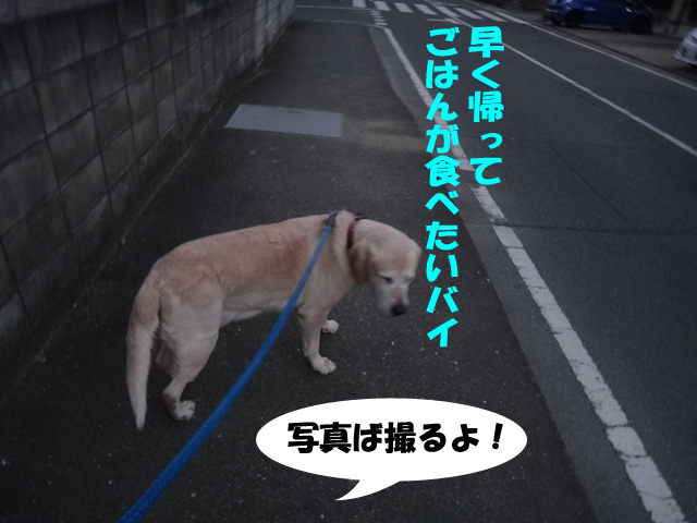 株式会社日食　愛犬ナナ　ゴールデン　ラブラドール　レトリバー　散歩