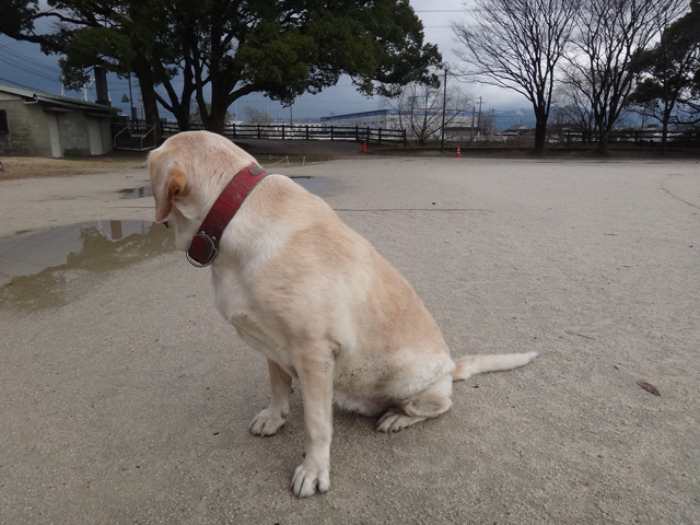 株式会社日食　愛犬ナナ　ゴールデン　ラブラドール　レトリバー　散歩