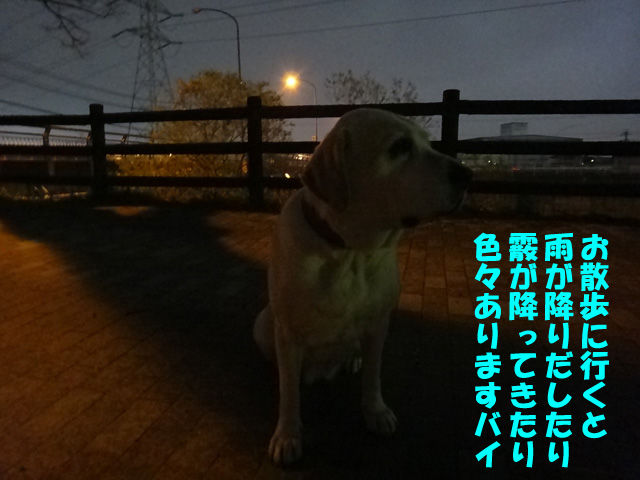 株式会社日食 愛犬ナナ ゴールデン ラブラドール レトリバー 散歩 株式会社日食 愛犬ナナ ゴールデン ラブラドール レトリバー 散歩
