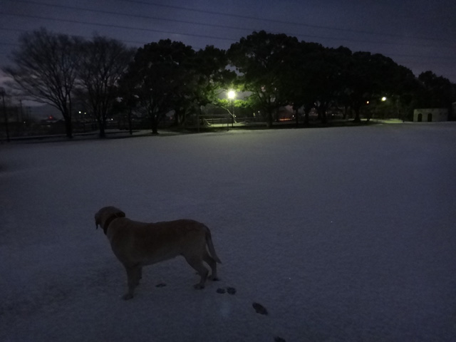 株式会社日食　愛犬ナナ　ゴールデン　ラブラドール　レトリバー　散歩　雪