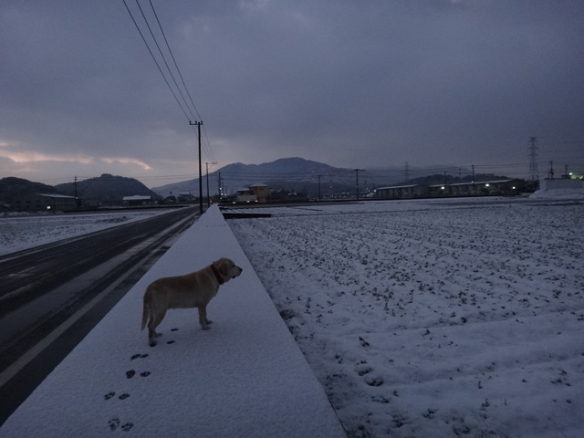 株式会社日食　愛犬ナナ　ゴールデン　ラブラドール　レトリバー　散歩　雪